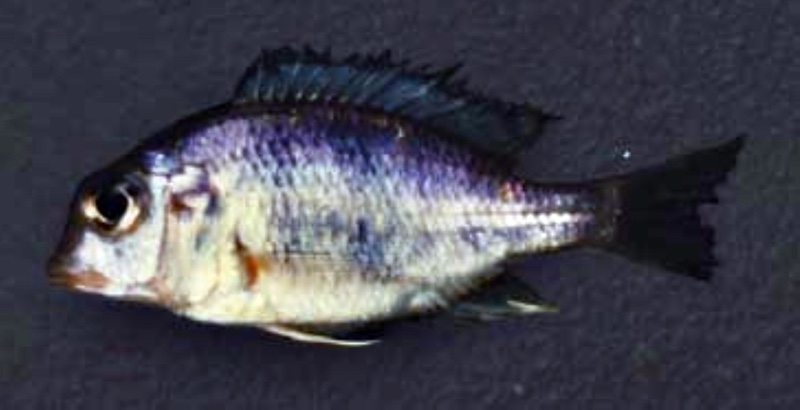 Lethrinops sp. 'macrostoma' South East Arm